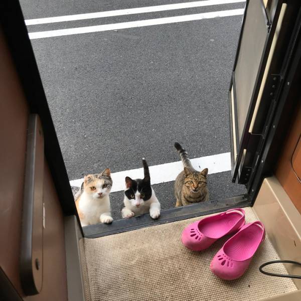 キャンピングカーで一人旅　女性を襲った『焦る出来事』に１５万人が『いいね』