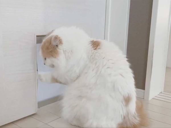 来客時、一時的にペットドアをロックした飼い主　猫の反応が可愛すぎた