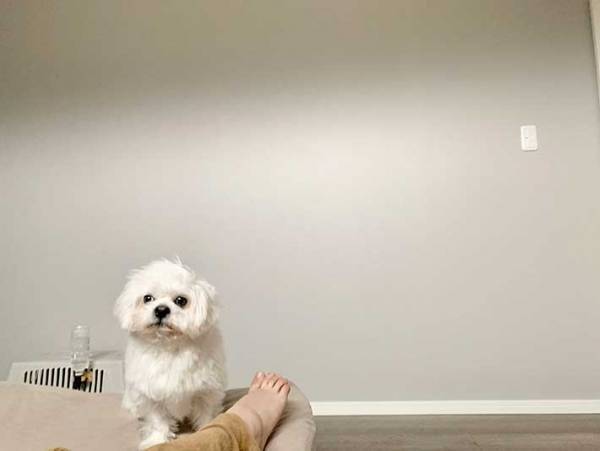 「朝起きたら足元に七三分けの犬がいた」　飼い主が撮影した写真に、吹き出す