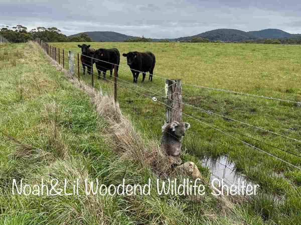 牧場の柵にしがみついているコアラ　何をしているのかと思ったら…？
