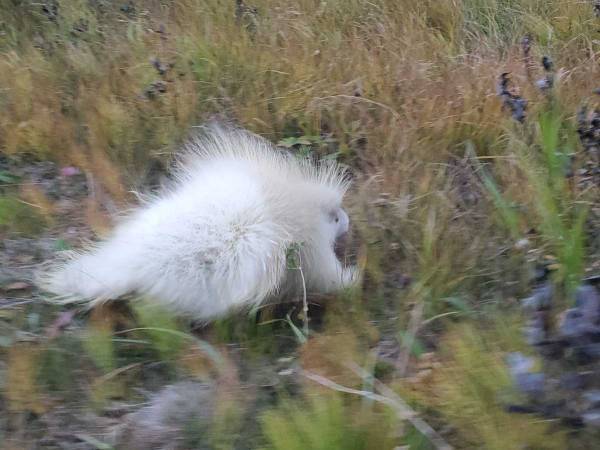 高速道路を走行中に見かけた、謎の白い物体…　正体に驚きの声が続出！