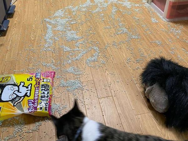 猫の『犯行』に絶望する飼い主　一方の猫の様子に「ずっと見ていたくなる」
