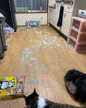 猫の『犯行』に絶望する飼い主　一方の猫の様子に「ずっと見ていたくなる」