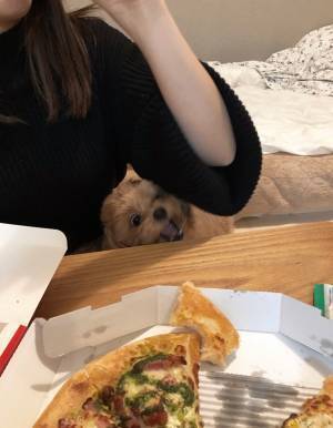 ピザをもらえず、この表情　犬の『顔芸』に腹筋崩壊！