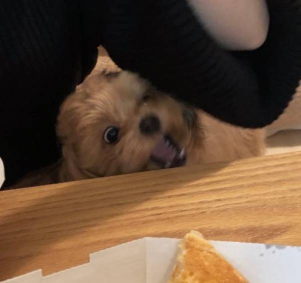 ピザをもらえず、この表情　犬の『顔芸』に腹筋崩壊！