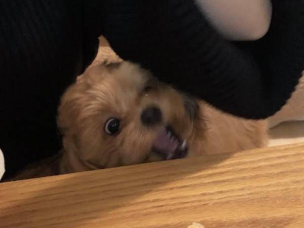 ピザをもらえず、この表情　犬の『顔芸』に腹筋崩壊！