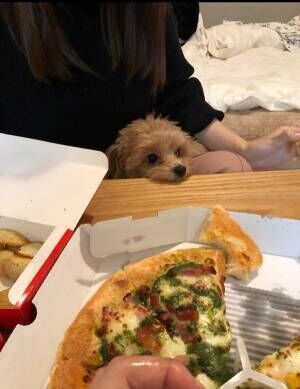 ピザをもらえず、この表情　犬の『顔芸』に腹筋崩壊！
