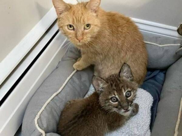 この子 猫じゃないよね メス猫に託された 赤ちゃん の正体は 22年10月23日 ウーマンエキサイト 1 3