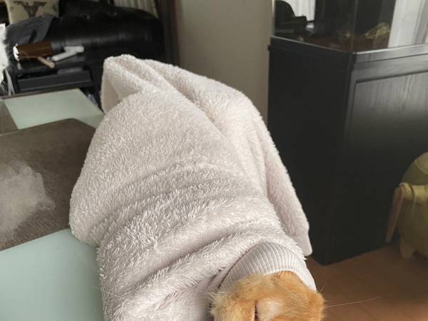 仕事に行こうとした飼い主　目撃した光景に「完全に新種の生き物」「なんでやねん！」