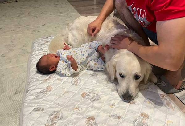 不満げな表情のゴールデンレトリバー　その理由に「かわいすぎる」「やきもちかな？」