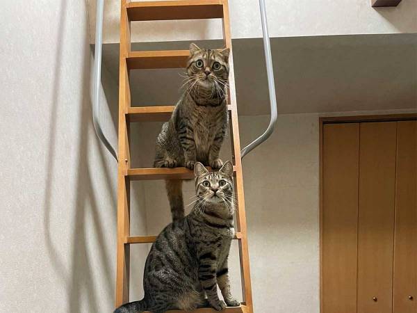 ロフトの掃除を断念した『理由』に納得　「みんなそっくり」「絶対に諦める」