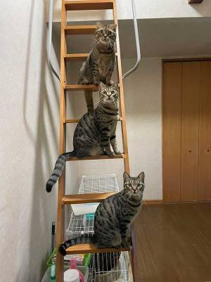 ロフトの掃除を断念した『理由』に納得　「みんなそっくり」「絶対に諦める」