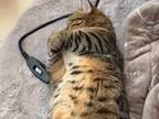 寝ている猫が『伸び』をする姿に「ラジオ体操の音声がしっくりくる！」