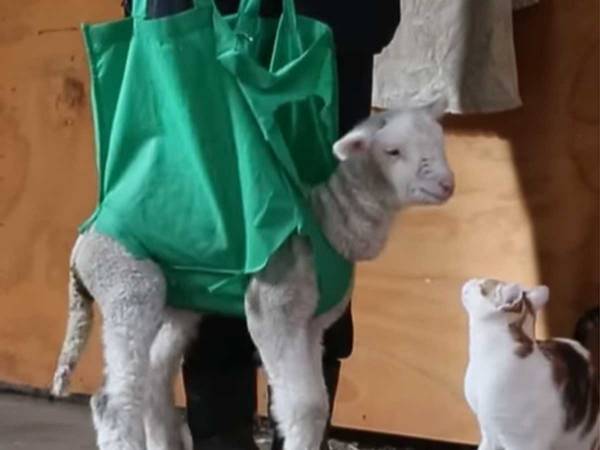 「この子はもう歩けない」といわれたヒツジを救ったものとは…？