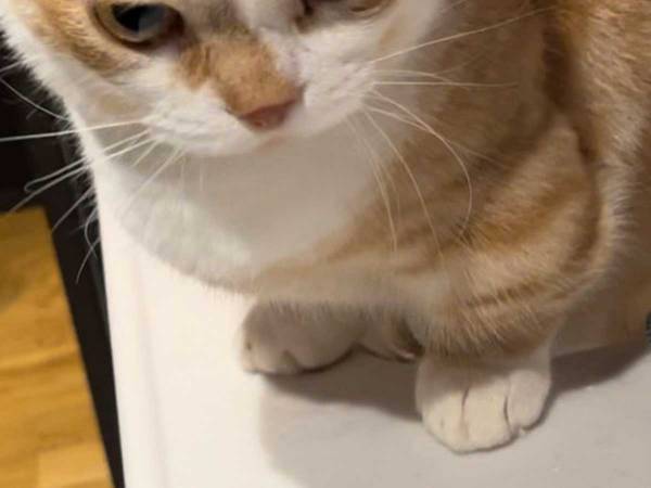 「全然怖くない」「かわいくて笑った」　ご飯を待ち望むマンチカン、楽しみすぎてブチギレ？