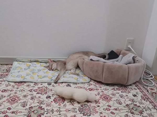 気持ちよさそうに眠る猫　賢い『眠り方』に「笑った！かしこいね」「人間みたい」