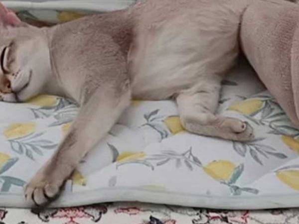 気持ちよさそうに眠る猫　賢い『眠り方』に「笑った！かしこいね」「人間みたい」