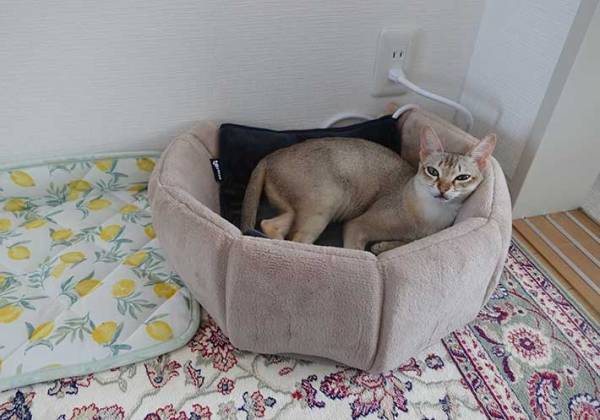 気持ちよさそうに眠る猫　賢い『眠り方』に「笑った！かしこいね」「人間みたい」