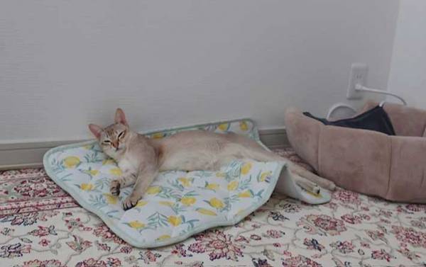 気持ちよさそうに眠る猫　賢い『眠り方』に「笑った！かしこいね」「人間みたい」