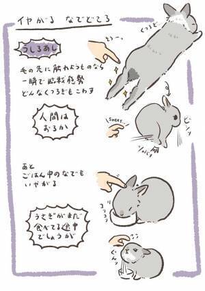 ウサギは、どこをなでれば喜ぶ？　愛するペットを観察した結果に「かわいすぎ」「きゅんとした」