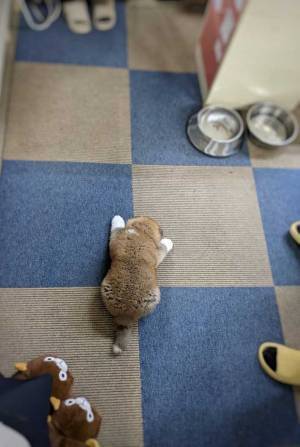 「ぬいぐるみかと思った」　秋田犬の赤ちゃんの『寝姿』に心奪われる　前から見ると？