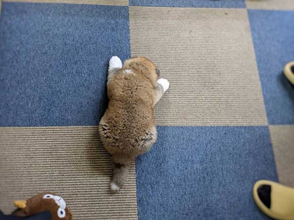 「ぬいぐるみかと思った」　秋田犬の赤ちゃんの『寝姿』に心奪われる　前から見ると？