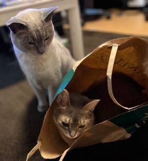 ニャンコ、後ろ、後ろーーーー！！　４コマ漫画のような展開に腹筋崩壊！