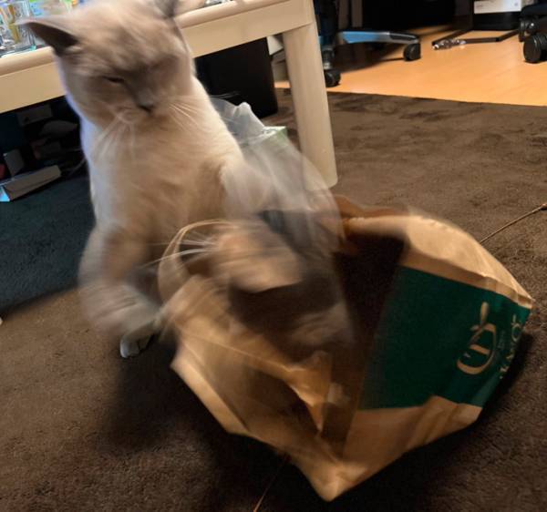 ニャンコ、後ろ、後ろーーーー！！　４コマ漫画のような展開に腹筋崩壊！