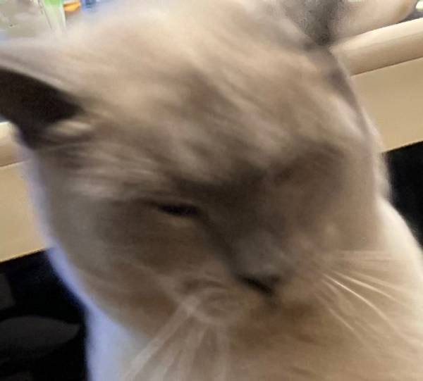 ニャンコ、後ろ、後ろーーーー！！　４コマ漫画のような展開に腹筋崩壊！