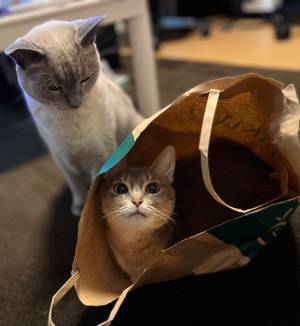 ニャンコ、後ろ、後ろーーーー！！　４コマ漫画のような展開に腹筋崩壊！