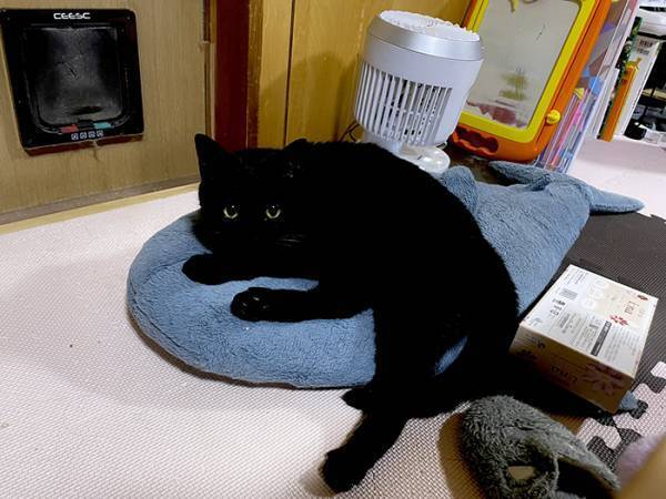 「３０秒見ても気付かなかった」「気付いた人は天才」　写真をよく見てみると…？