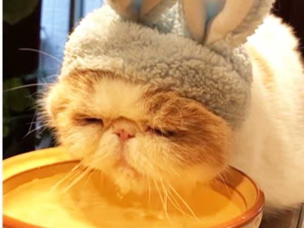 ９万いいねの話題の動画『猫うさぎの生態』に「かっ、かわいすぎる！！」