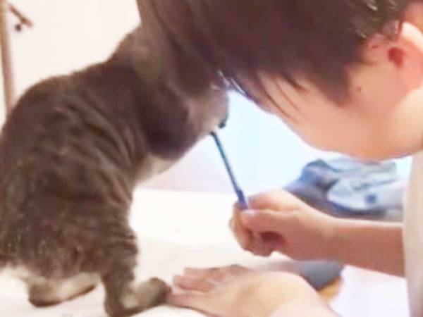 宿題をする息子と子猫の攻防戦！　動画に「かわいすぎる」「はかどらないねぇ」