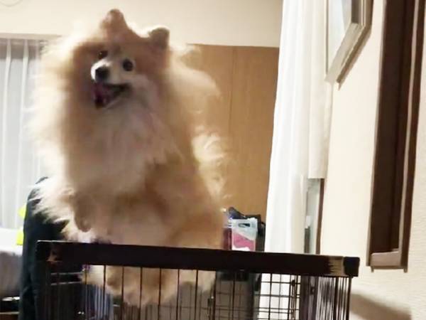 子犬の頃からジャンプをし続けたポメラニアン　現在の姿がコチラ！