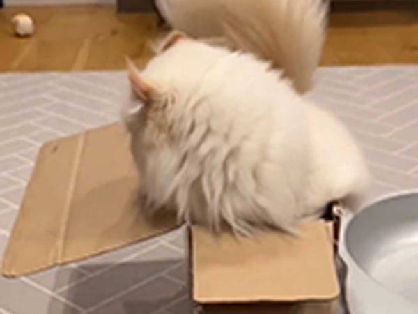 小さな箱に入ろうとした、次の瞬間…？　「笑い転げた」「恥ずかしかった？」