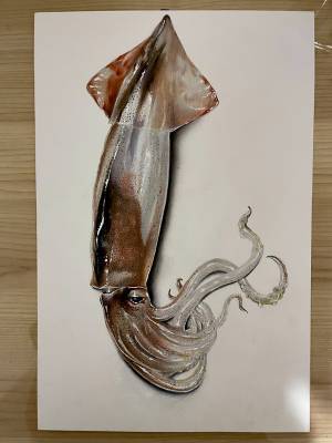 これは本物？それとも…　イカの画像に「すごい」の声が寄せられ理由