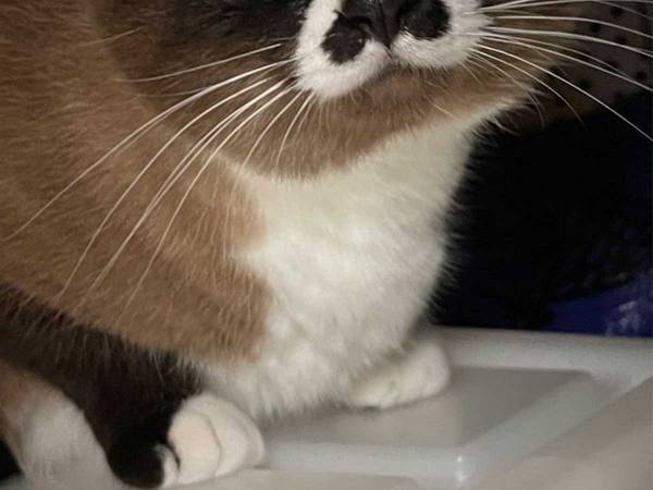 丸顔すぎる猫　写真に「おまんじゅうみたい」「かわいすぎる」