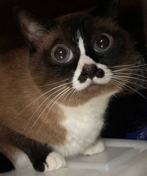 丸顔すぎる猫　写真に「おまんじゅうみたい」「かわいすぎる」