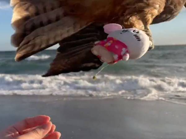 海辺でぬいぐるみの撮影中に悲劇が！　衝撃シーンに「現実でもこんなことが起きるとは…」