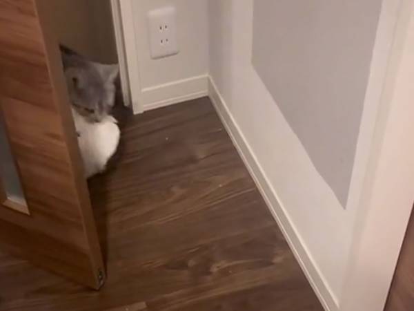 「やめてもらえます？」　猫が「持ってきてやったで」とドヤ顔で引きずってきたのは？