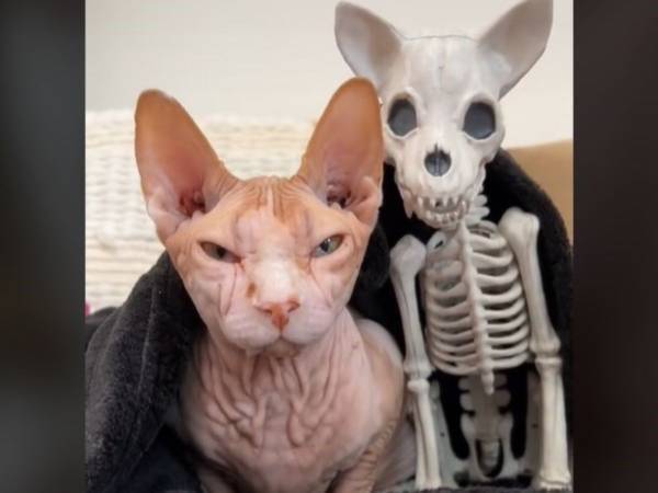 ハロウィン用の犬のガイコツを猫に見せると？　予想外の反応に「大笑いした」