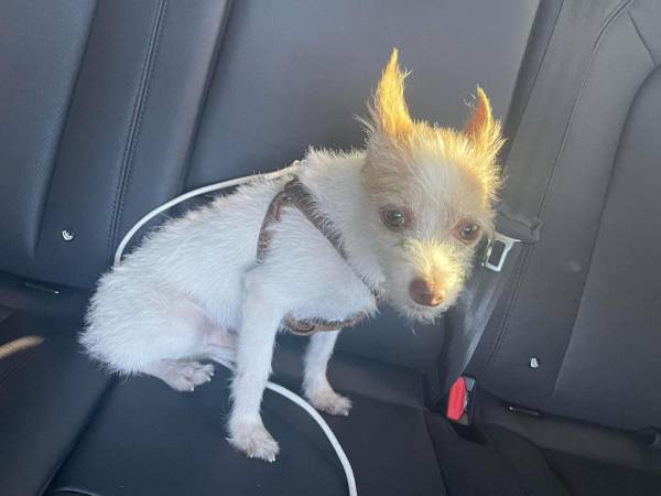 路上に捨てられて、やせ細った犬　警察官に無事保護されると…？