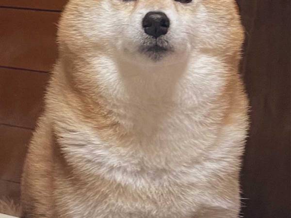 夏と冬の『柴犬の違い』に、キュン　「たまらない可愛さ」「別の犬みたい」