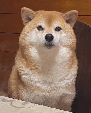 夏と冬の『柴犬の違い』に、キュン　「たまらない可愛さ」「別の犬みたい」