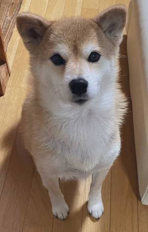 夏と冬の『柴犬の違い』に、キュン　「たまらない可愛さ」「別の犬みたい」