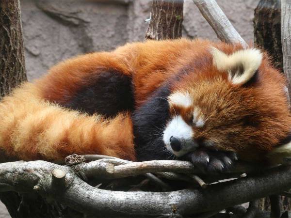 飼育員が撮影したレッサーパンダの写真に反響　「鏡かと思った」「すごい」