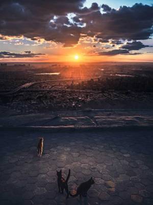「猫の世界のよう」　エジプトで撮られた『夕暮れの絶景』に、反響