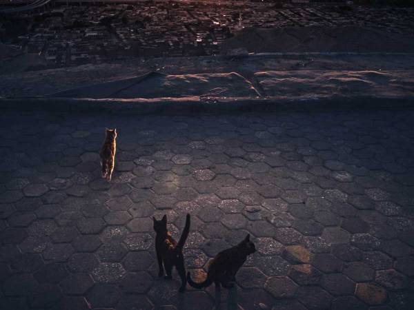 「猫の世界のよう」　エジプトで撮られた『夕暮れの絶景』に、反響