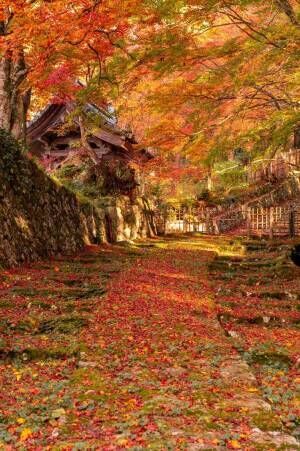「こんな小道を散歩したい」　秋の風景を撮った１枚に、うっとり