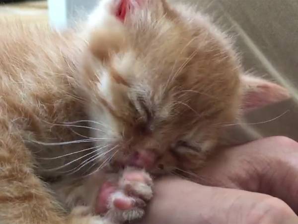 電池切れからの寝落ち　子猫の流れるような動作に「かわいすぎて寝られん！」